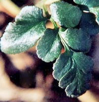Blunt-lobed Grape Fern