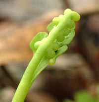 Least Moonwort