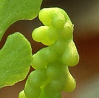 Least Moonwort close up