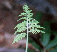 Rattlesnake Fern