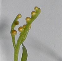 Narrow Triangle Grape Fern