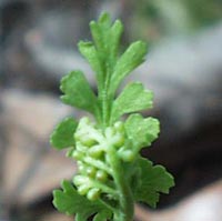 Daisyleaf Grape Fern