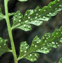 Fragile Fern sori