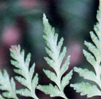 Southern Bladder fern