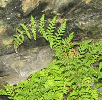 Fragile Fern