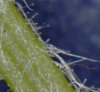 Hay-scented Fern Close up