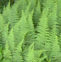 Hay-scented Ferns