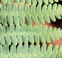 Silvery Spleenwort close up of pinnae