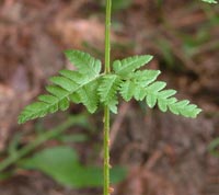 Marsh Wood Fern