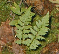 Marsh Wood fern