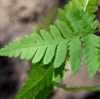 March Wood Fern Lower pinnae