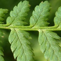 Spinulose Wood Fern close-up