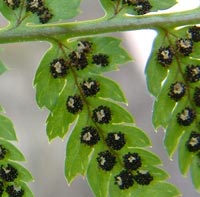 Spinulose Wood Fern close up of spore cases