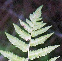 Clinton's Wood Fern