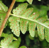 Clinton's Wood Fren-fertile frond