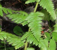 Clinton's Wood Fern - complete plant