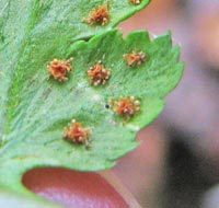 Crested Wood Fern-spore cases