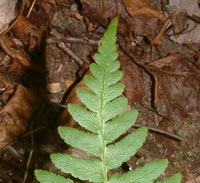 Crested Wood Fern