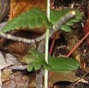 Crested Wood Fern-complete plant