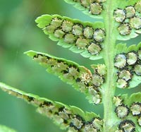 Crested Wood Fern Spore cases