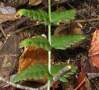 Crested Wood Fern--complete plant