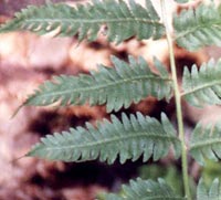 Goldie's Wood Fern
