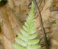 Intermediate Wood Fern