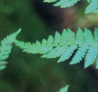 Intermediate Wood Fern
