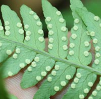 Marginal Wood Fern spore cases