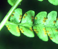 Marginal Wood Fern sori