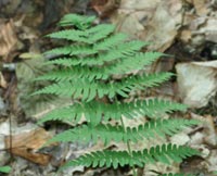 Marginal Wood Fern