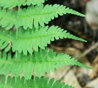 Marginal Wood Fern