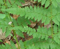 Hybrid Wood Fern
