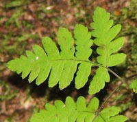 Common Oak Fern
