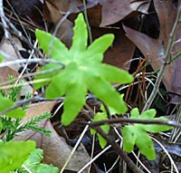 Hartford Climbing Fern