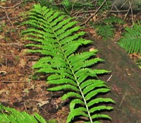 Ostrich fern