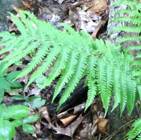 Ostrich Fern