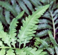 Sensitive Fern