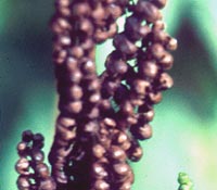 Sensitive Fern Spore cases