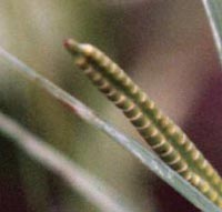 Northern Adder's Tongue fertile frond