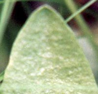 Northern Adder's Tongue
