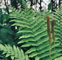 Cinnamon Fern