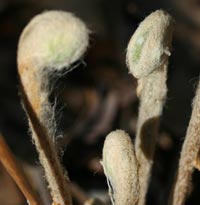 Fiddleheads of the Cinnamon Fern