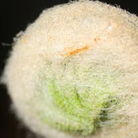 Close up of fiddlehead