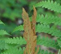 Cinnamon Fern 