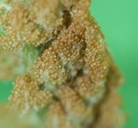 Cinnamon Fern spore cases