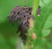 Interrupted Fern fruiting bodies