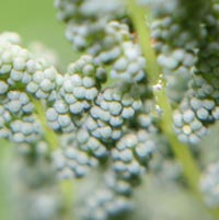 Royal Fern spore cases