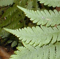 Broad Beech Fern