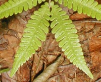 Northern Beech Fern